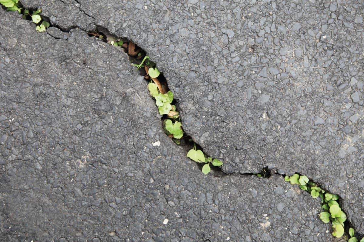 small plants weeds growing in between cracks on the asphalt pavement