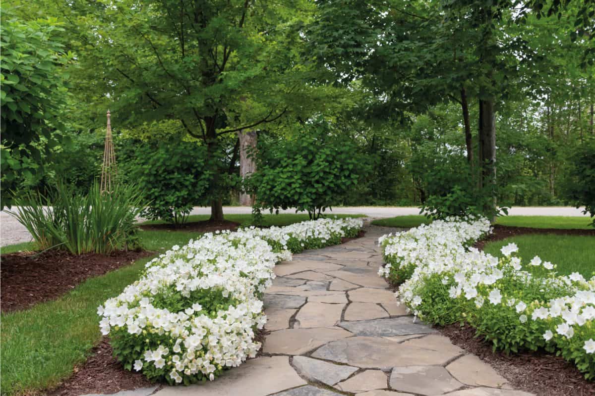 A gentle curving flagstone path meanders through the garden.