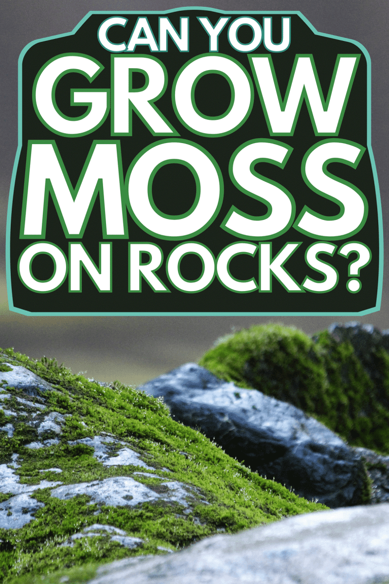 Moss covered rocks on a rainy day, Can You Grow Moss On Rocks?