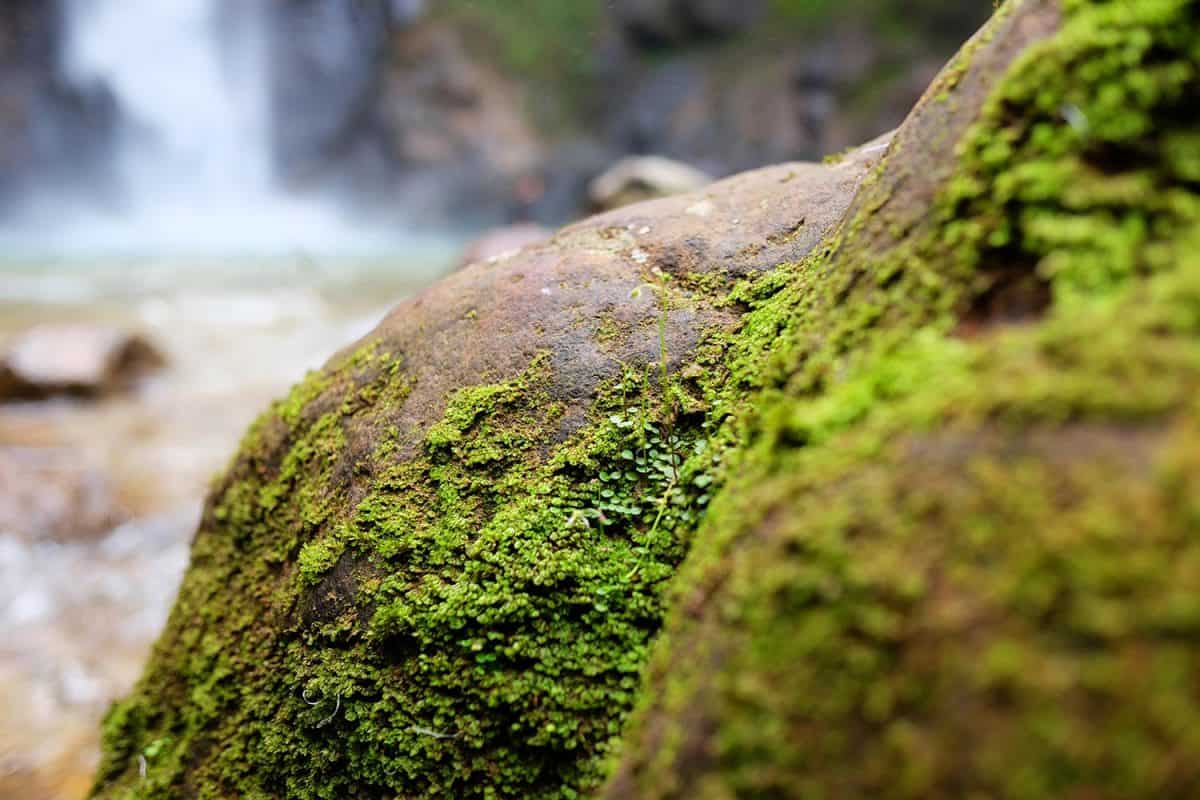 Freshness green moss growing on stone and near waterfall