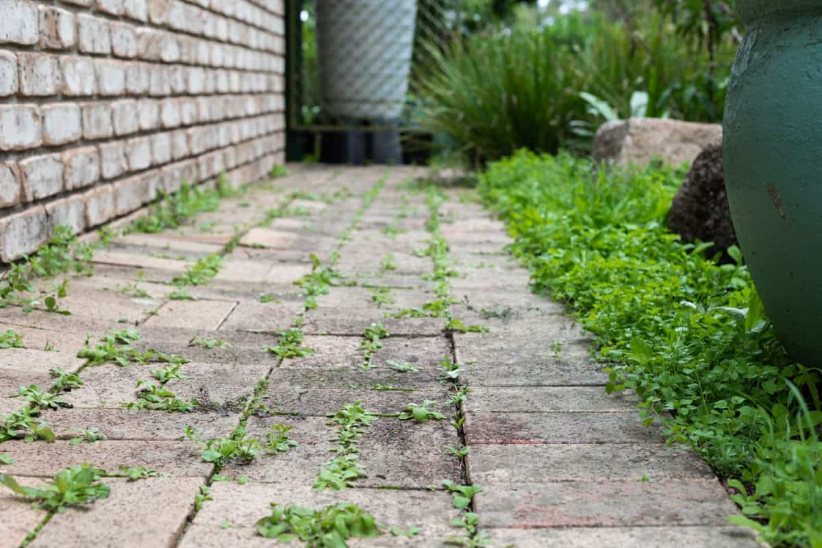 Garden path with weeds growing between pavers on an overcast autumn afternoon, intentional background blur