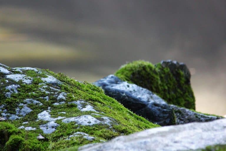 A moss covered rocks on a rainy day, Can You Grow Moss On Rocks?