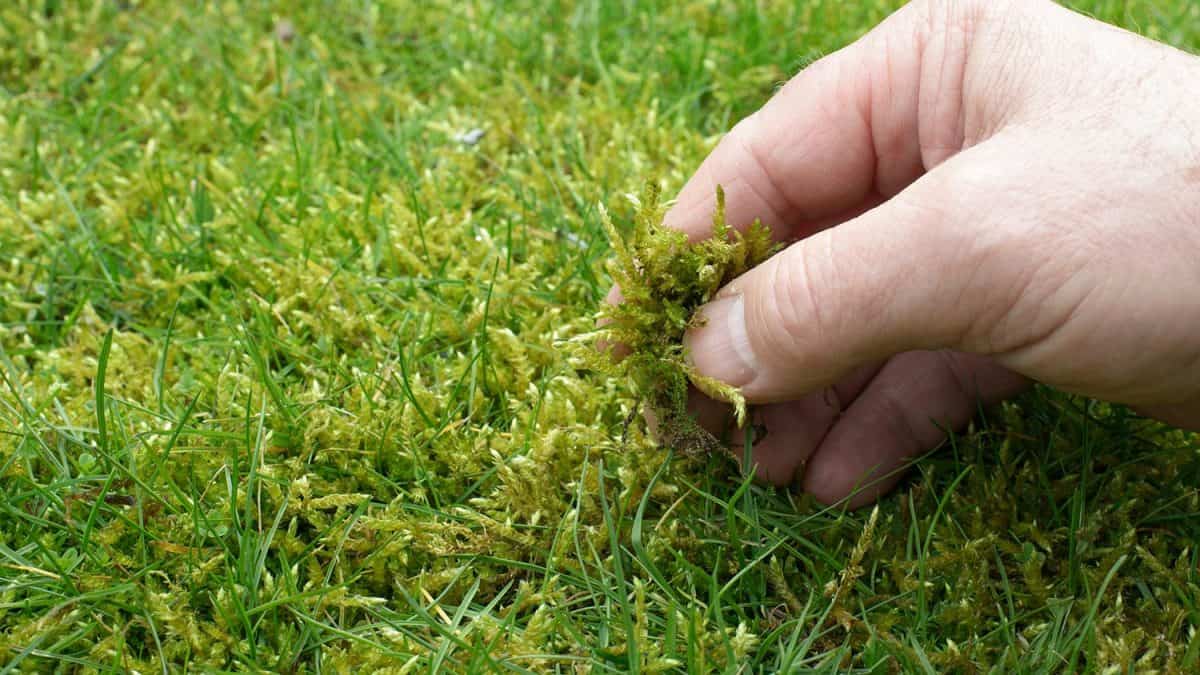 Moss in the lawn preventing soil erosion