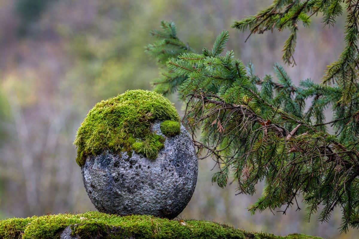 Round natural stone covered with moss