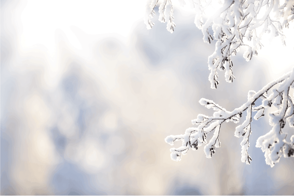 Snow covered alder tree branch against defocused background.