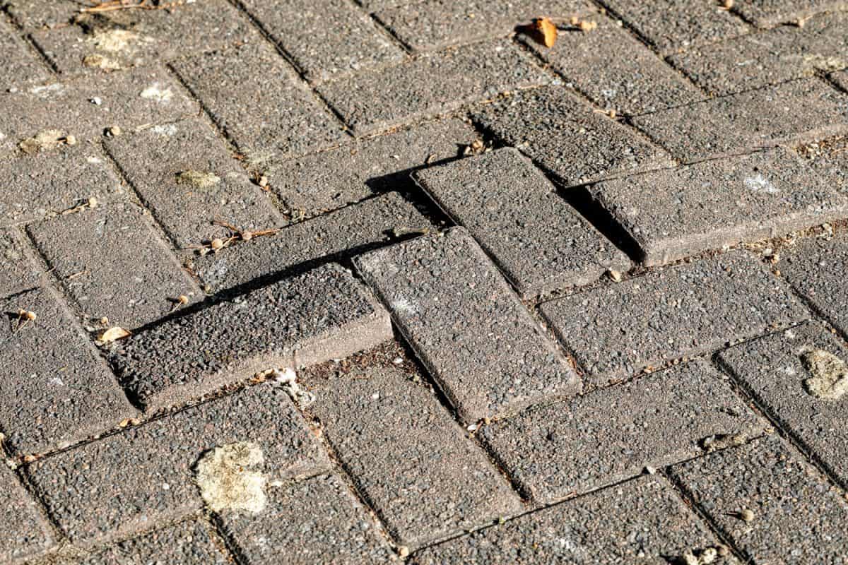 Stone pavers, the oblong brick blocks that make up some paved surfaces, are easily disturbed by tree roots to form a hazardous uneven surface.