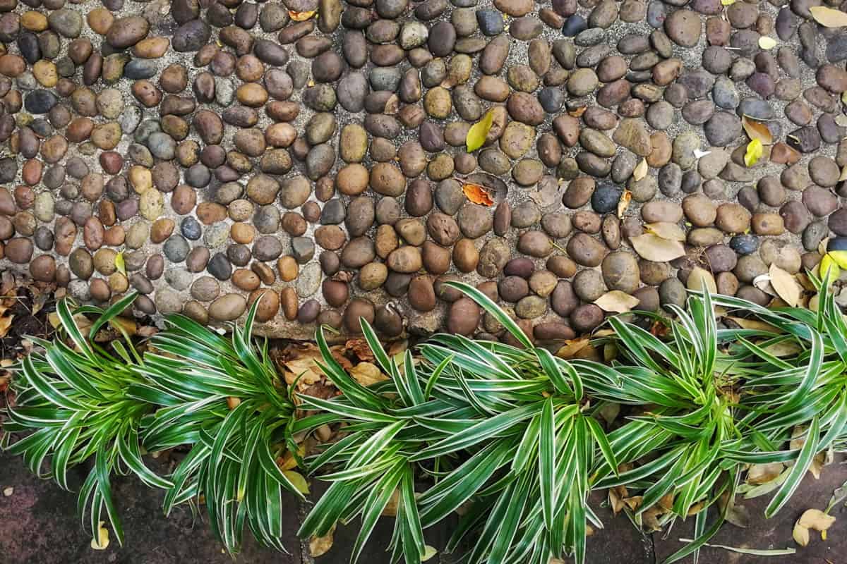 Top View of exposed aggregate with Small Green Bush, Can You Pressure Wash Exposed Aggregate [How To Clean It: 5 Simple Steps]