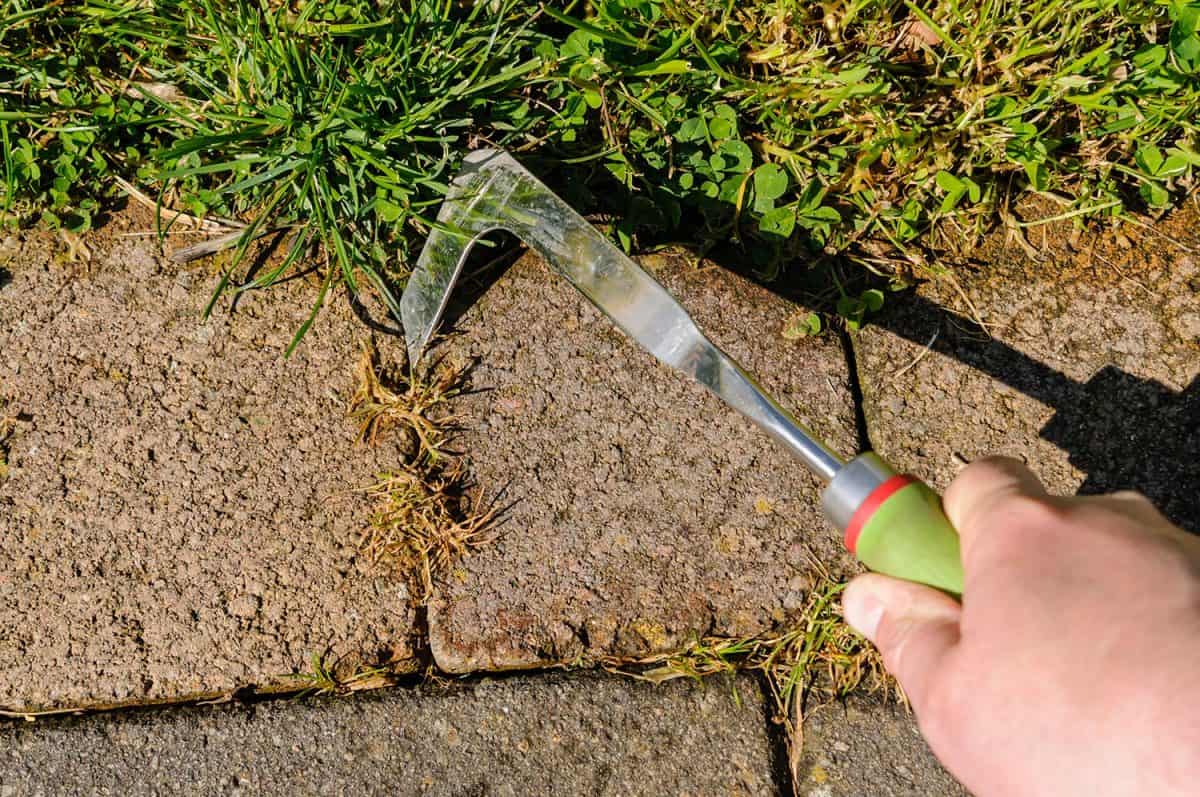 Using a patio knife to remove weeds from cracks in paving on a patio