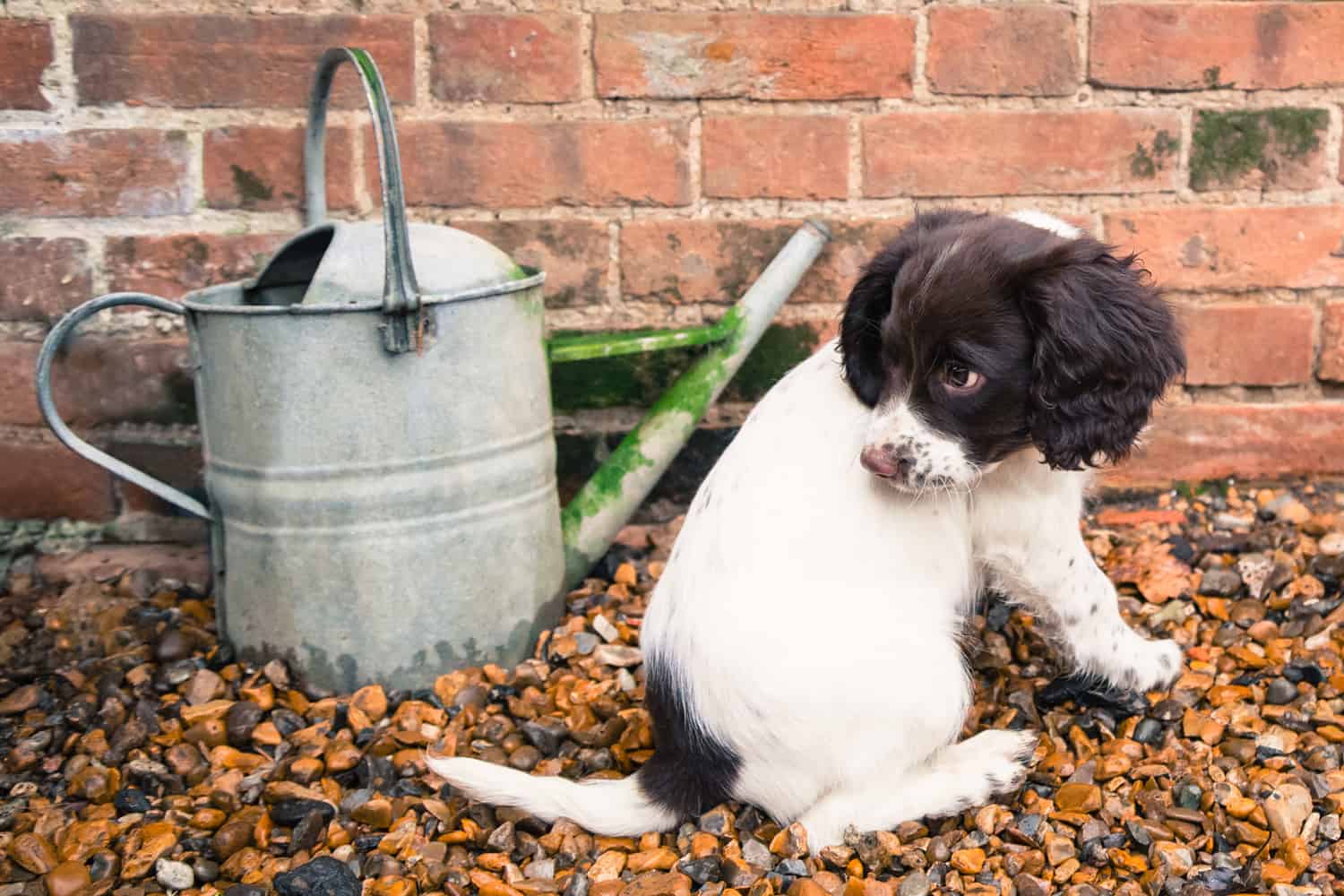 A cute puppy spaniel sitting by a watering can that is the same size as it. There is an old brick wall behind and the puppy is sitting on pebbles looking over his shoulder.
