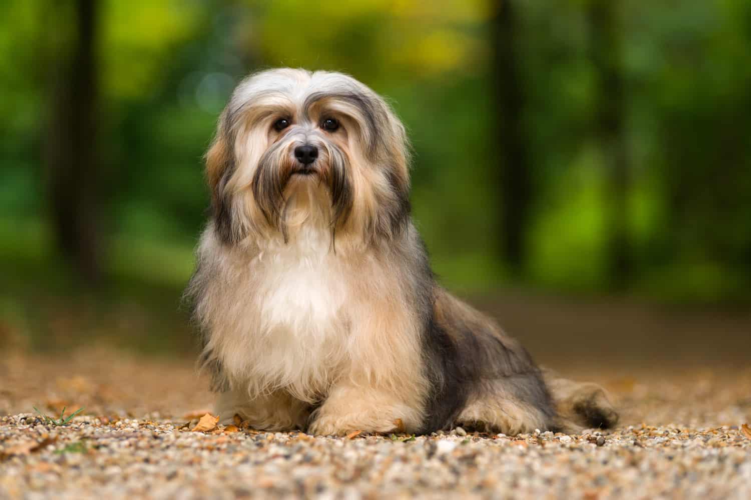 Beautiful young havanese dog is sitting on a gravel forest road in soft light in late summer