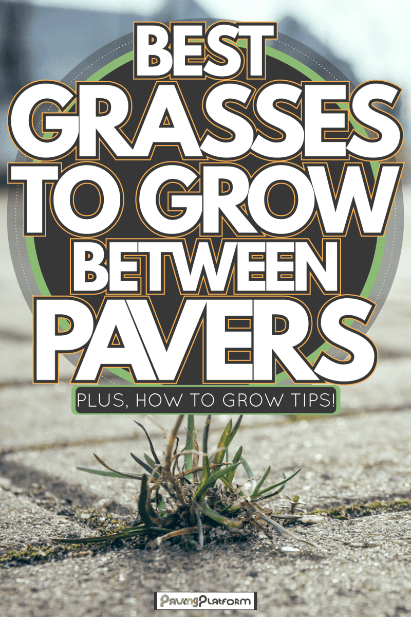 Finding a suitable grass to grow on your pavers, Best Grasses To Grow Between Pavers Plus How To Grow Tips!