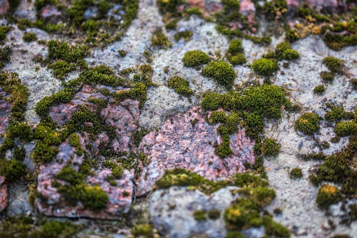 Best to prevent moss from growing on your concrete cause it may harm the structure of it