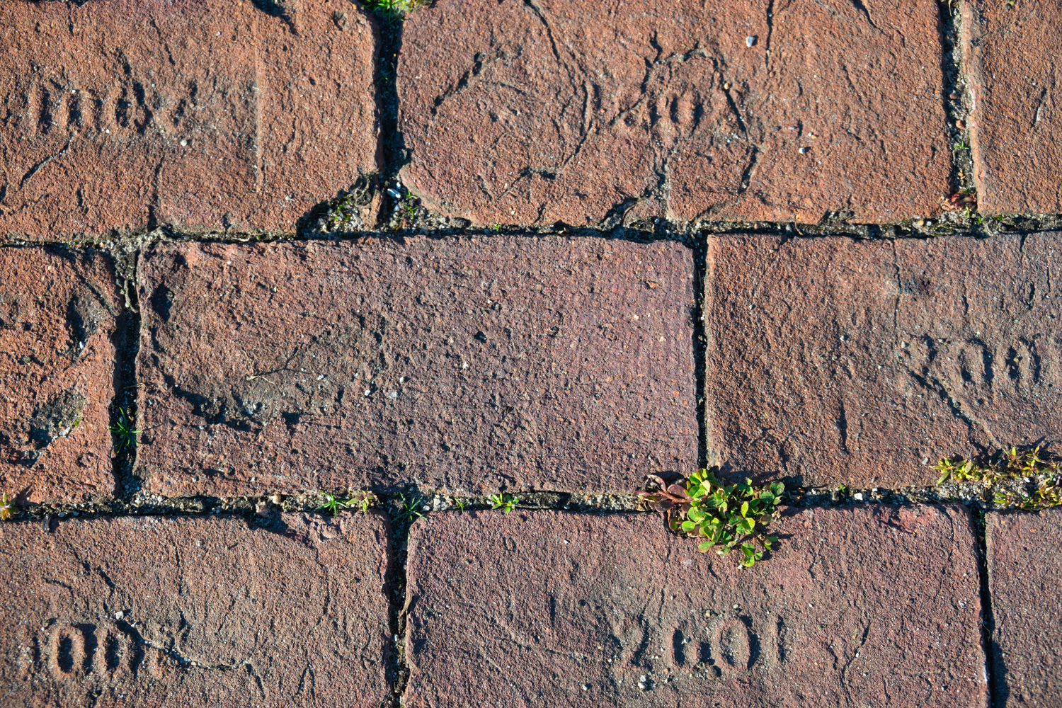 Brick pavers on a public park walkway.