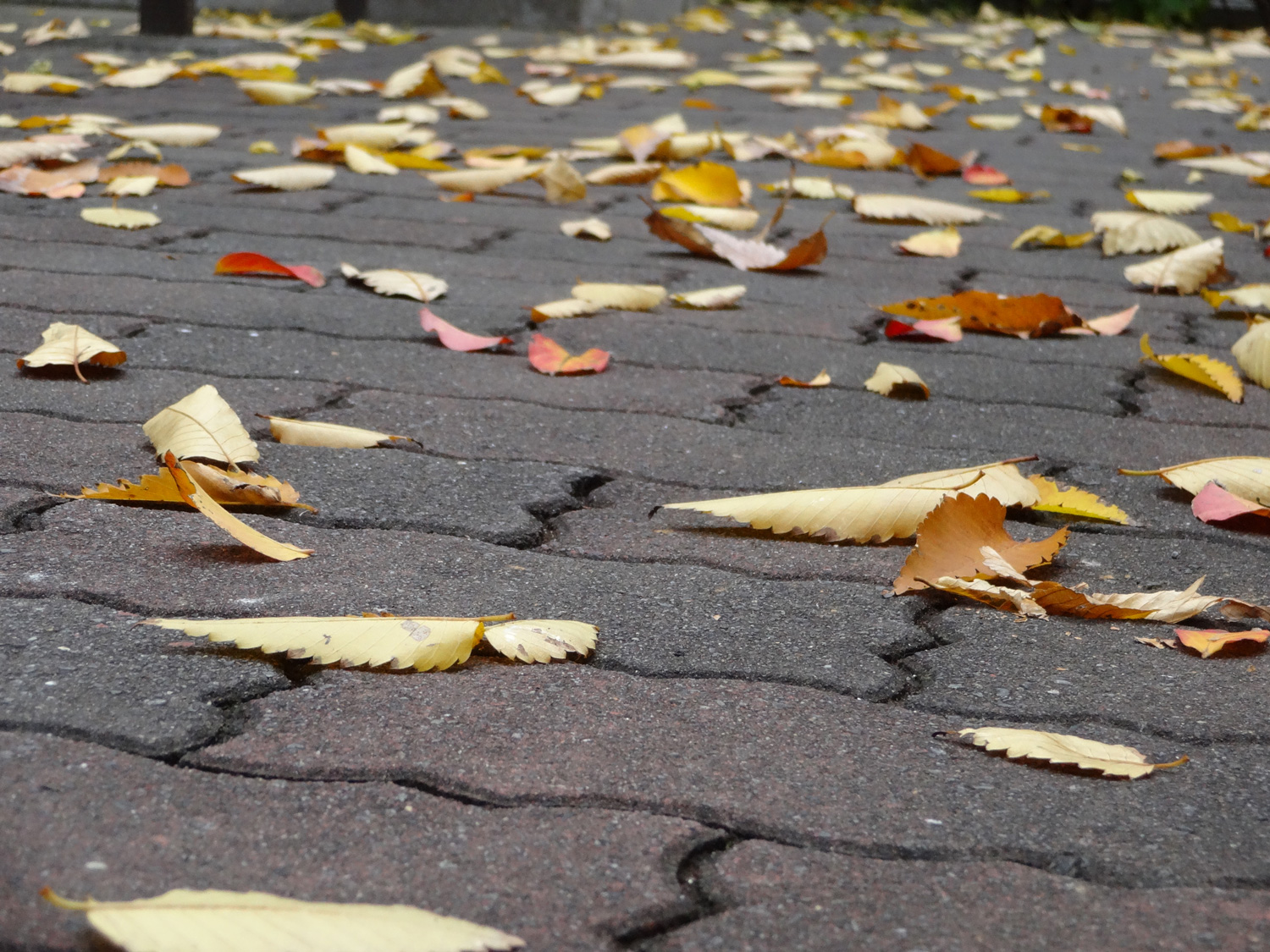 Colorful Fallen Leaves on the Interlocking Concrete Pavers