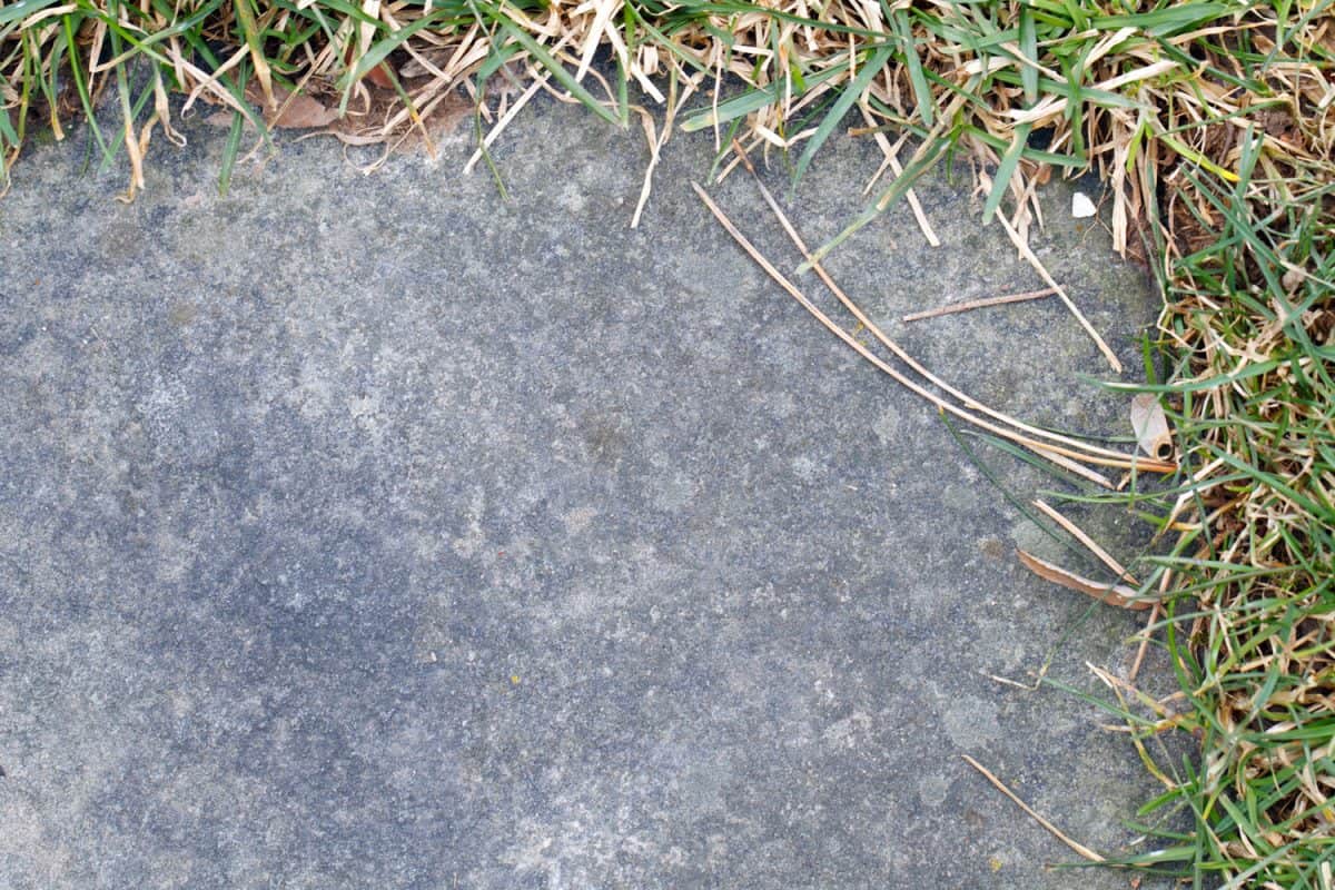 Detailed photo of bluestone pavers with grass growing on the side