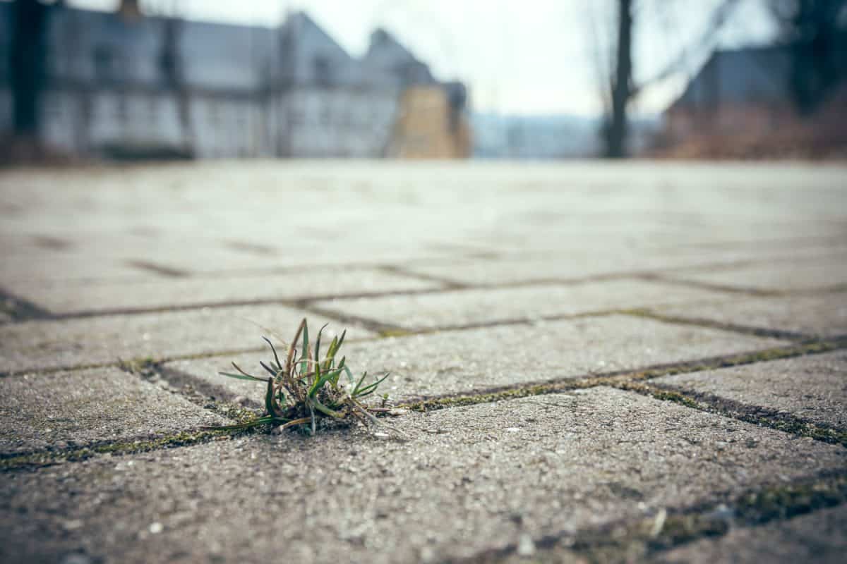 Finding a suitable grass to grow on your pavers