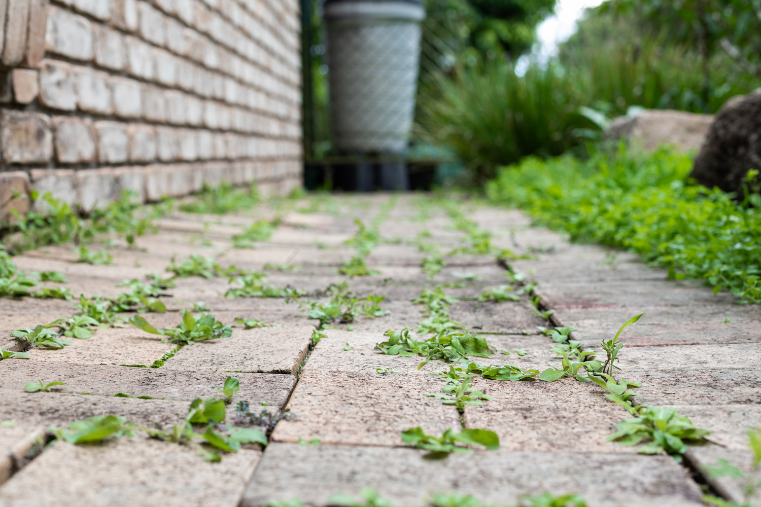 Garden path with weeds growing between pavers on an overcast autumn afternoon, intentional background blur.