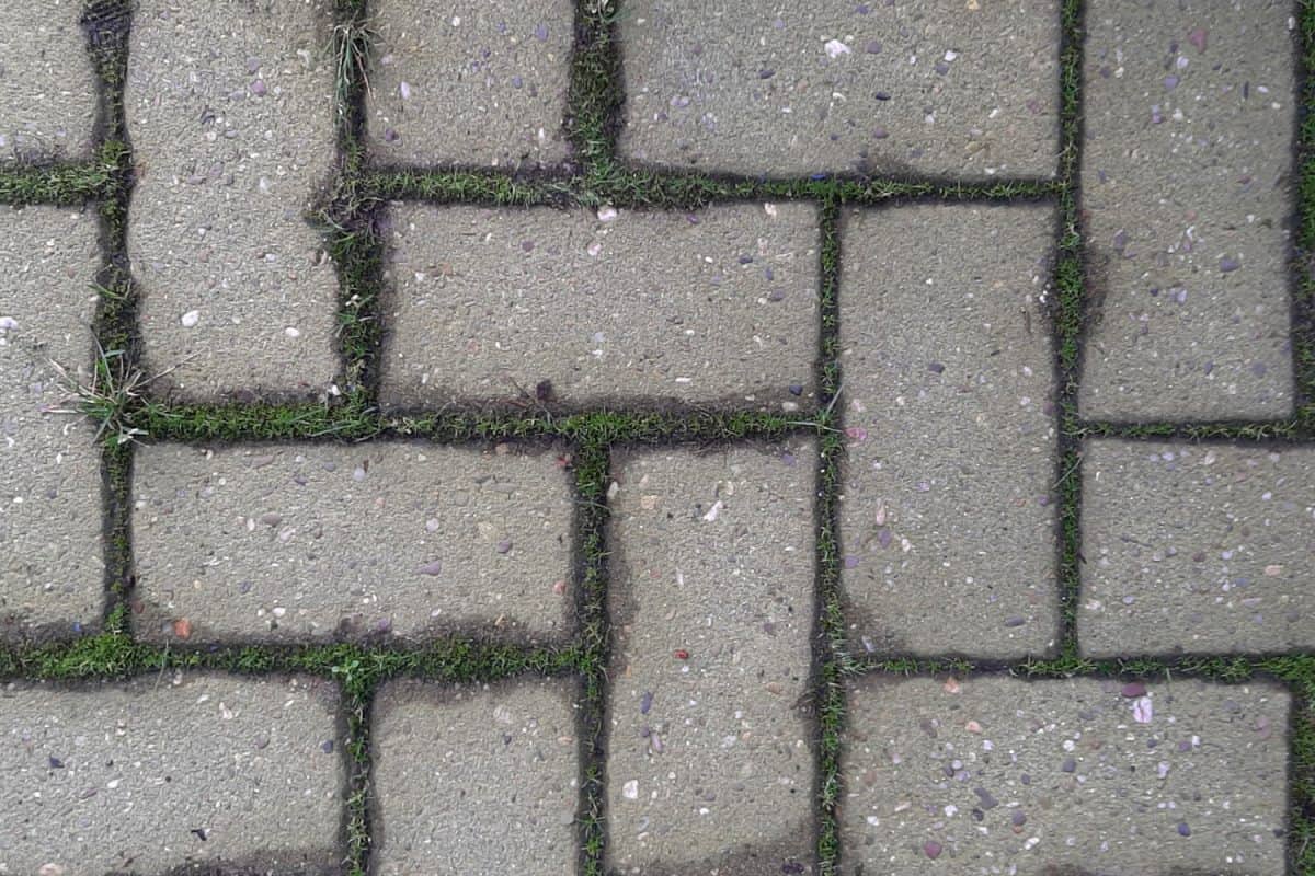Grey paver stones eith moss
