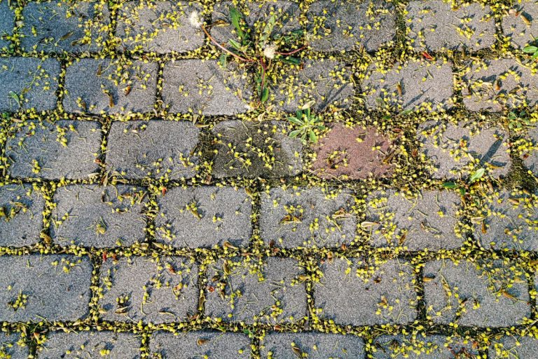 Isolated close-up contrast oil fluid leak stains old car block paver paved driveway before cleaning covered maple pollen nature fights takes back human damage, How To Remove Oil Stains From Pavers