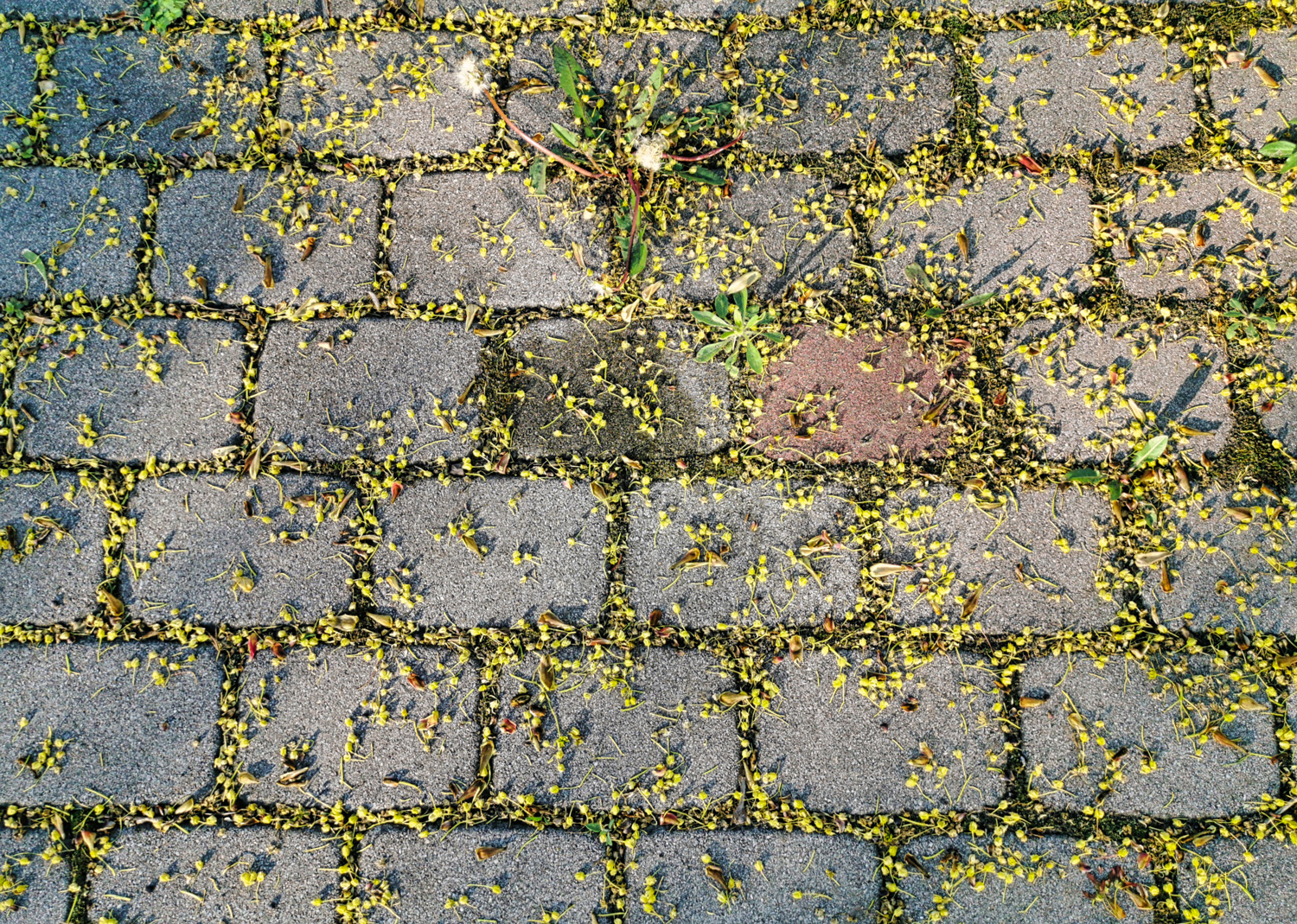 Isolated close-up contrast oil fluid leak stains old car block paver paved driveway