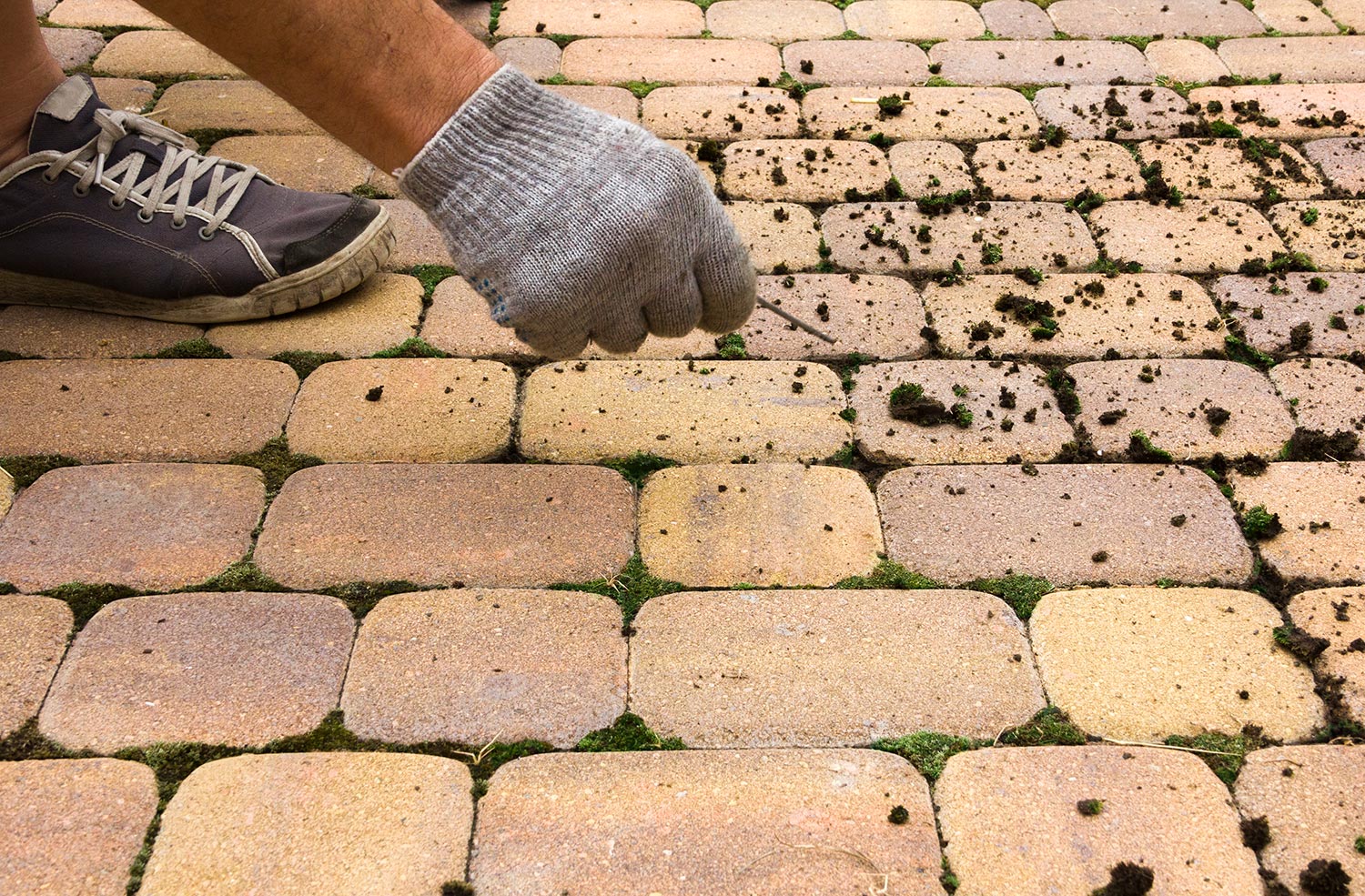 Man cleans moss from the paving slabs in the yard