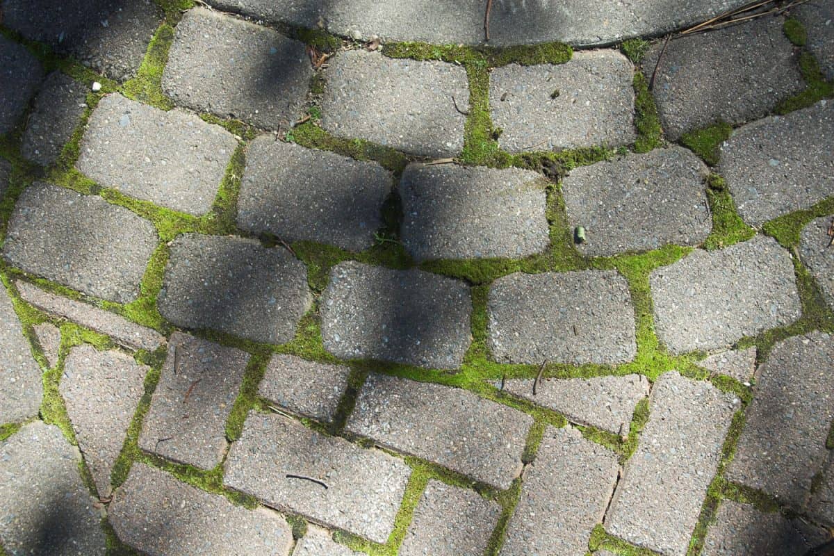 Moss growing on concrete pavers in your sidewalk
