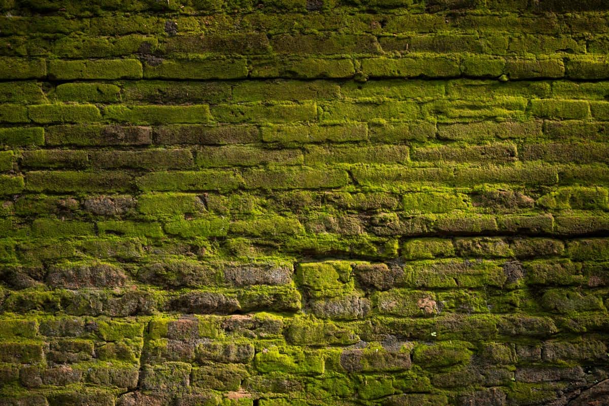 An old brick wall covered with a moss, How To Remove Moss From Brick