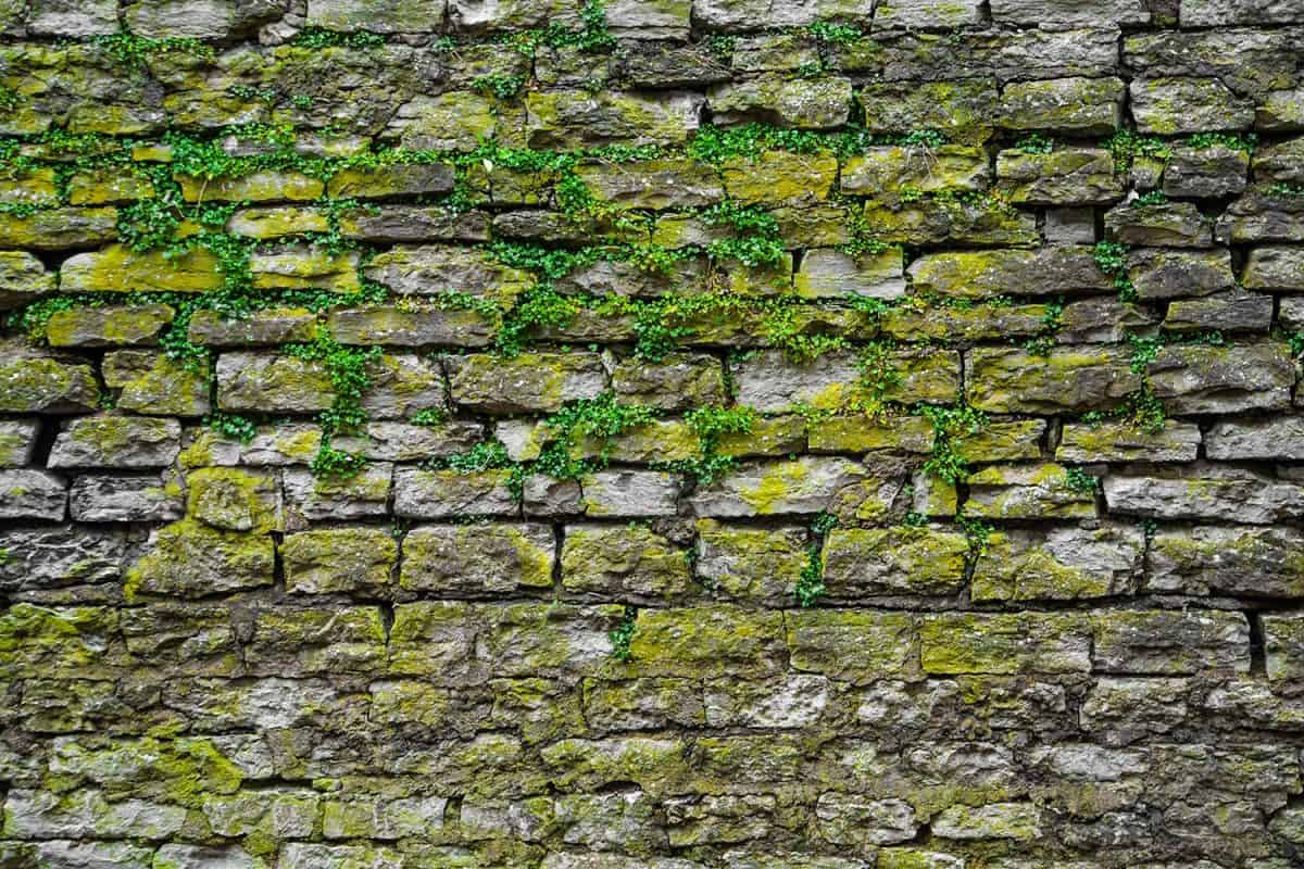 Stone gray extruding bricks with old green rustic moss grass