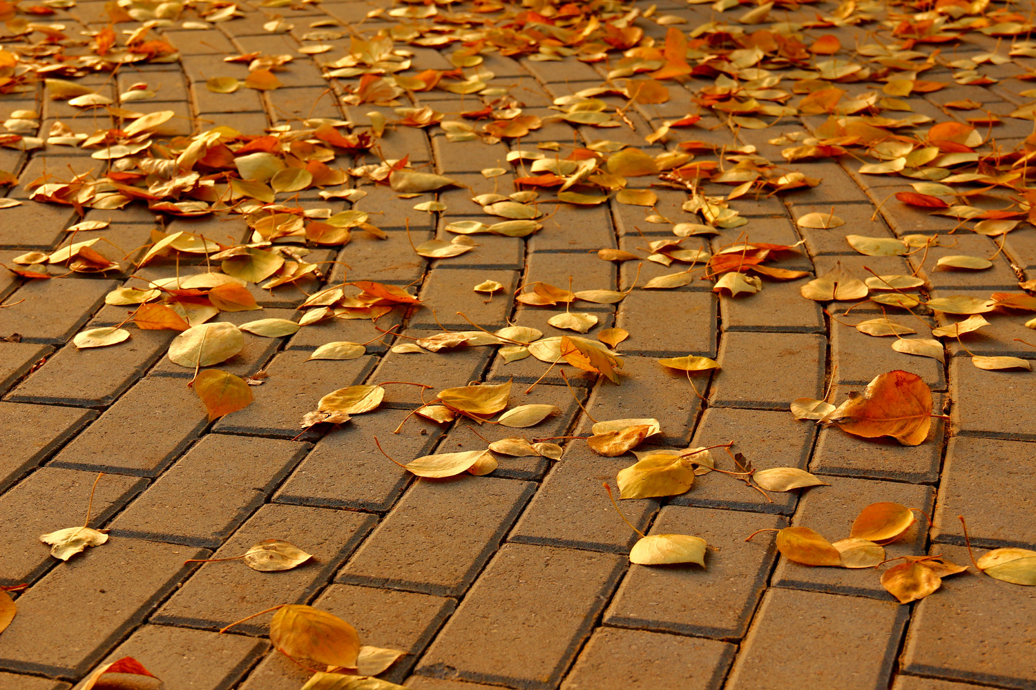 Stone pavement in golden autumn leaves. Shallow depth of field
