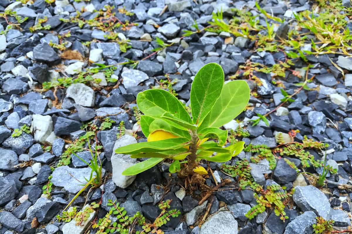 The weeds born on the gravel, How To Stop Weeds Growing Through Gravel