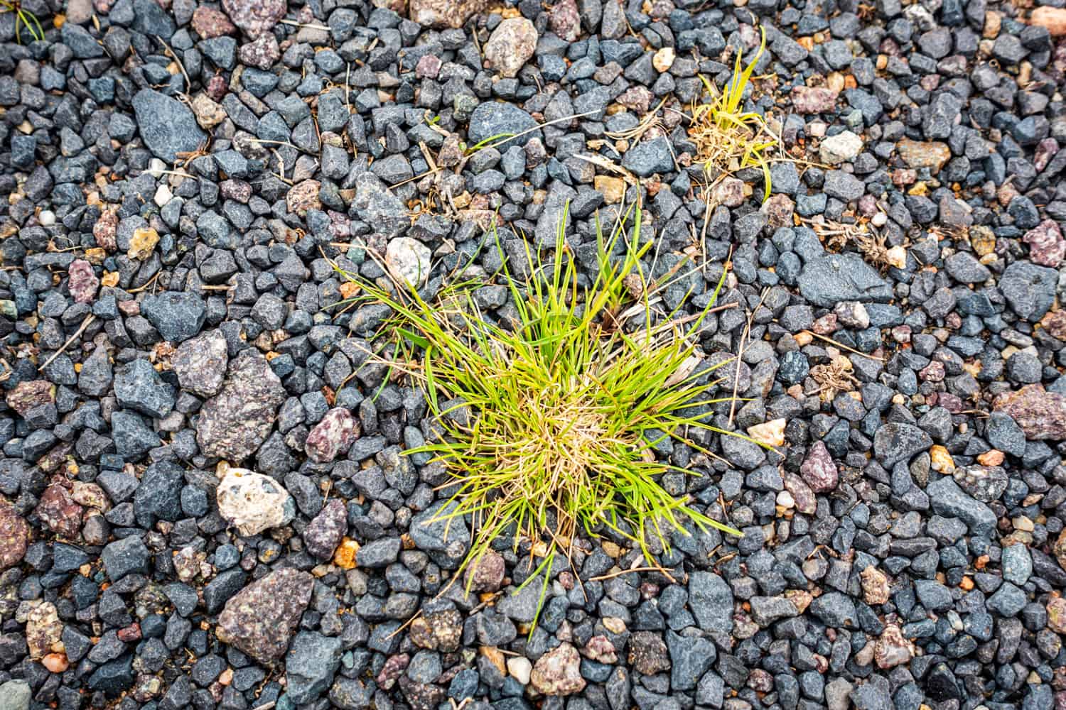 Two patches of green grass (one large, one small) surviving in a bed of pebbles in a dry growing condition.