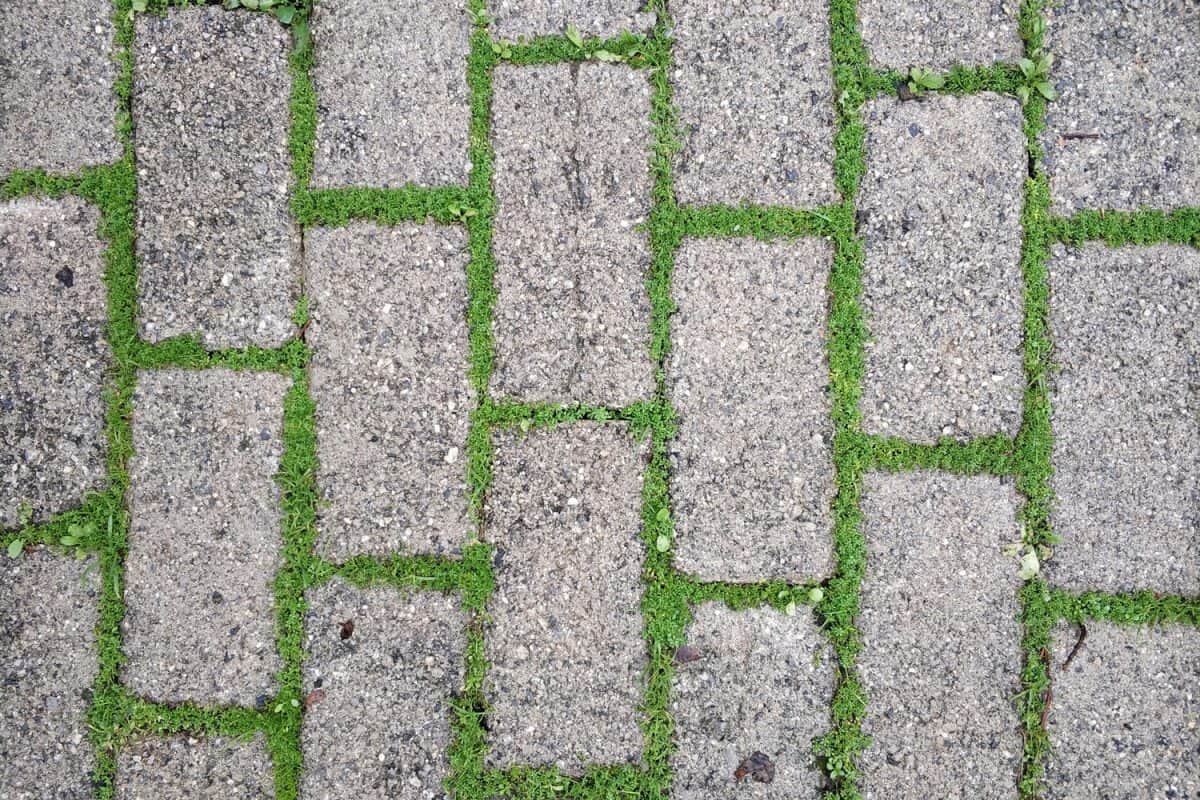 Walkway pavement brick with green grass

