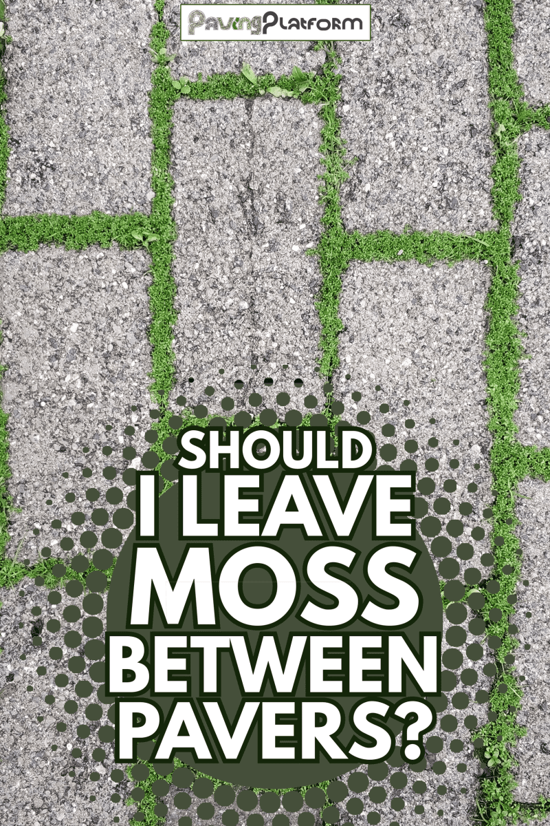Walkway pavement brick with green grass - Should I Leave Moss Between Pavers