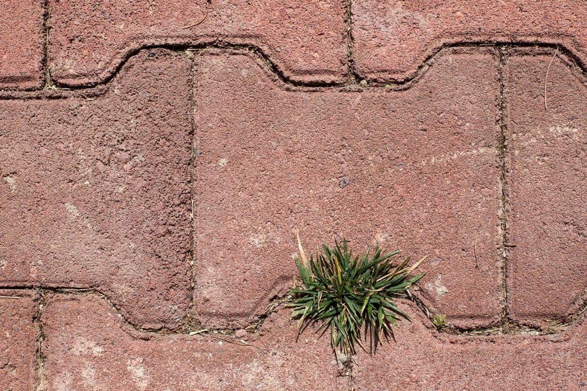 Weeds between the bricks of the paver