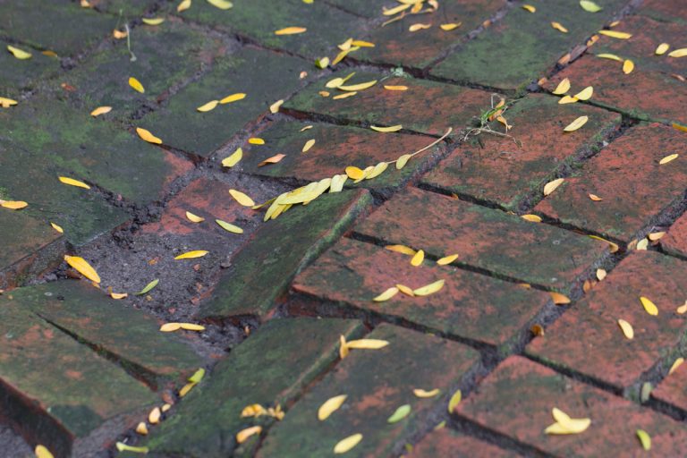 tiny leaves on wet, settled pavers, How To Remove Leaf Stains From Pavers