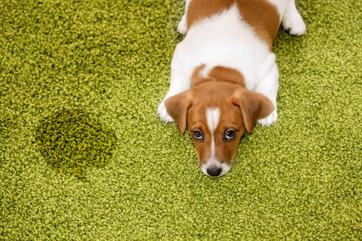 Puppy Jack russell terrier lying on a carpet and looking up guilty