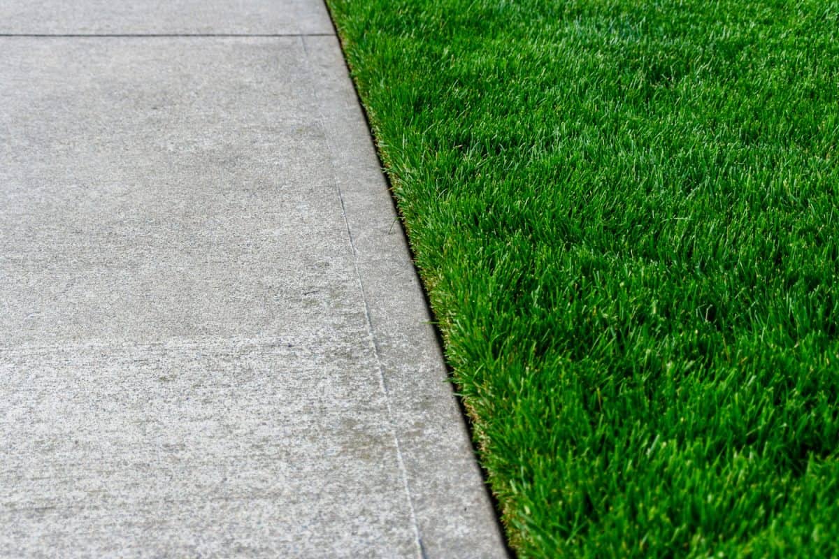 Straight edge line on lawn
